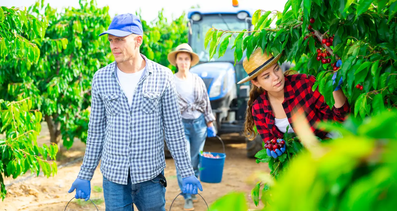 Fruit-farm-worker